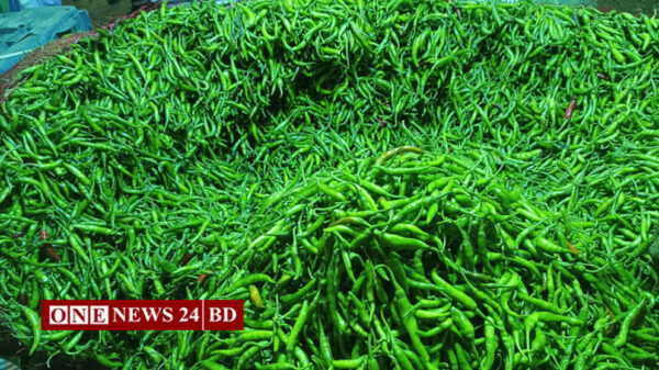 তাড়াইলে কাঁচা মরিচের কেজি ২৫০ টাকা