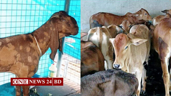 আলোচিত সেই ছাগলসহ ১০ ব্রাহমা গরুর সন্ধান