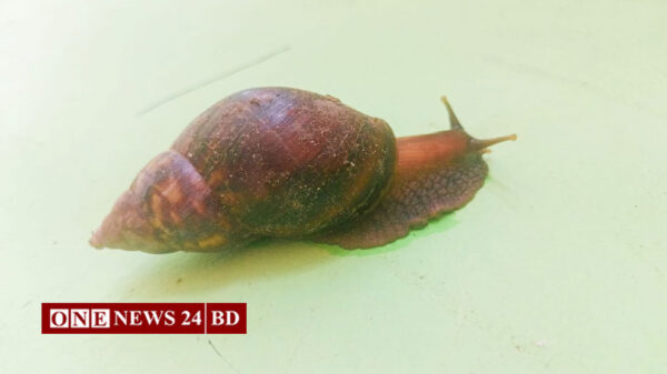 ক্ষতিকর আফ্রিকান শামুকের প্রাদুর্ভাবে হুমকির মুখে জীববৈচিত্র্য