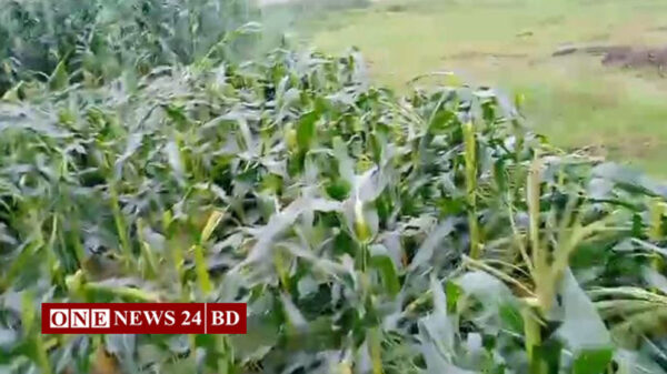 গরু দিয়ে কৃষকের ভুট্টাখেত খাওয়ানোর প্রতিবাদ করায় কেটে নষ্ট করলেন পুরো খেত