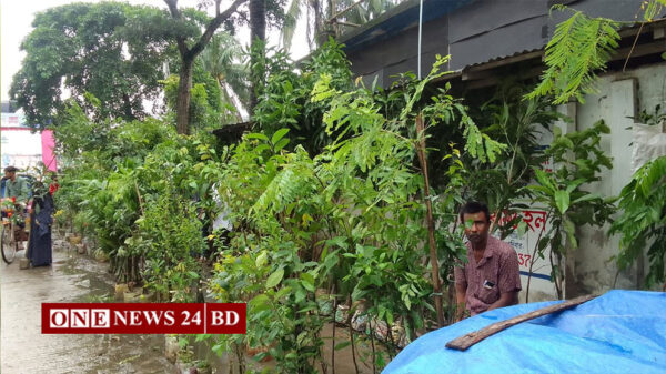 বর্ষায় জমে উঠেছে চারাগাছ কেনা-বেচার হাট