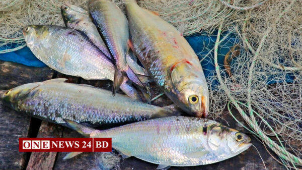ভারতে ইলিশ রপ্তানির সিদ্ধান্তে পরিবর্তন