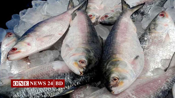 ইলিশ: দেশের বাজারে ১৬৫০ টাকা, ভারতে রপ্তানি ১১৮০ টাকায়