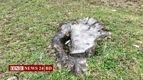 কমলগঞ্জের মাধবপুর উচ্চ বিদ্যালয়ের ১৭টি গাছ চুরি করে বিক্রির অভিযোগ চেয়ারম্যান ও তার ছেলের বিরুদ্ধে