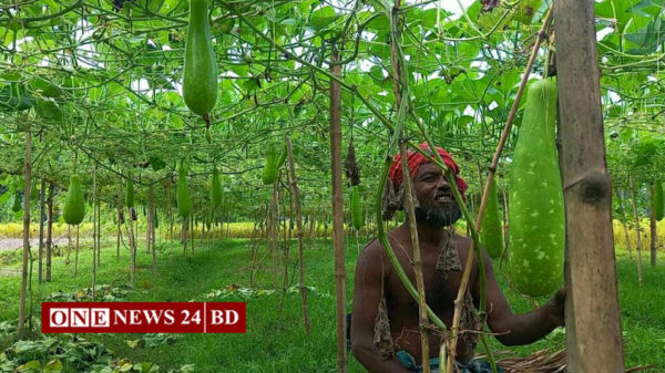 হোসেনপুরে মাচা পদ্ধতিতে লাউ চাষে আলামীনের বাজিমাত