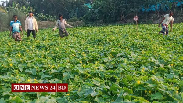 তাড়াইলে খিরার ফলনে ধস লোকসানের মুখে কৃষক