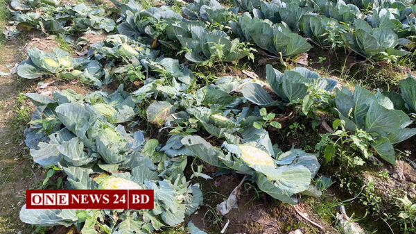 কমলগঞ্জে পূর্ব শত্রুতার জেরে ১হাজার বাধাঁকপির গাছ কেটে ফেলার অভিযোগ