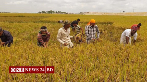 নিকলীর হাওরে ধান কাটার ধুম, ভালো ফলনে খুশি কৃষক