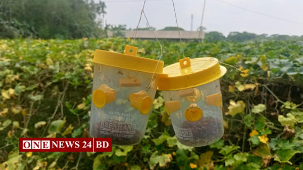 সবজি চাষে জনপ্রিয় হচ্ছে সেক্স ফেরোমন ফাঁদ