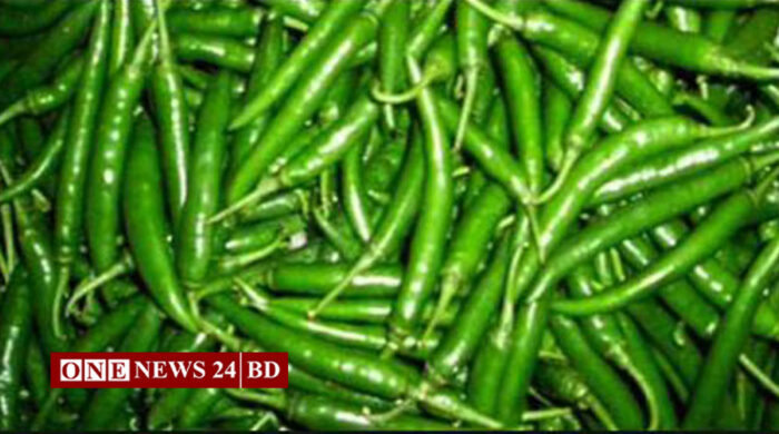 তাড়াইলে কাঁচামরিচের কেজি ৩০০ টাকা