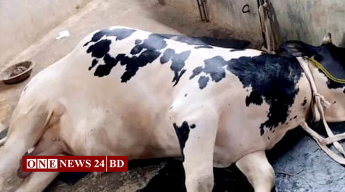 পীরগাছায় অজানা রোগে ২শতাধিক গরু ও ছাগলের মৃত্যু
