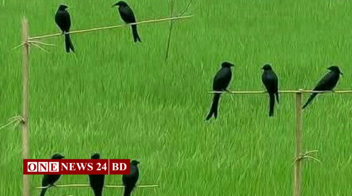 হোসেনপুরে পার্চিং পদ্ধতিতে লাভবান কৃষক