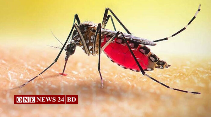 ডেঙ্গুতে আরও ৬ জনের মৃত্যু, হাসপাতালে ভর্তি ৬৪৭