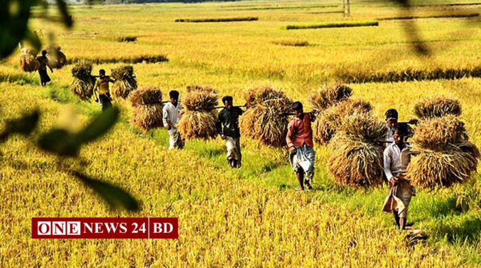 জলবায়ু ঝুঁকি মোকাবিলা: ফসল বীমার আওতায় আনতে আইন সংশোধনের উদ্যোগ