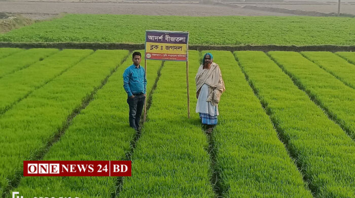 হোসেনপুরে সাড়া ফেলেছে আদর্শ বীজতলা