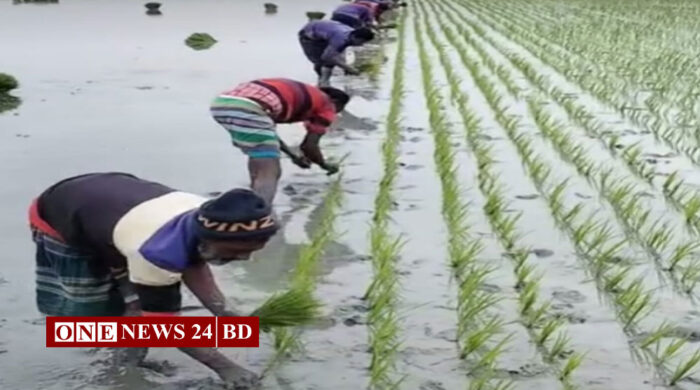 হোসেনপুরে শীত উপেক্ষা করে বোরো আবাদে ব্যস্ত কৃষকরা