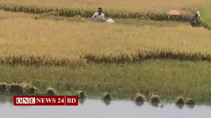 অতিবৃষ্টিতে তলিয়ে যাচ্ছে তাড়াইলের বোরো ধান, আগাম বন্যার শঙ্কা