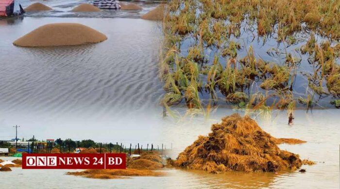 নিকলীর হাওরের ধান কাটা নিয়ে তিন সংকটে কৃষক