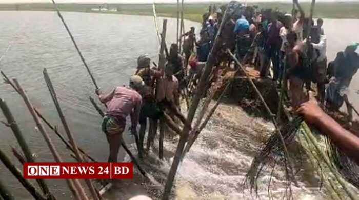 হাওরের বাঁধ ভেঙে পানির ঢল, বোরো ধান বাঁচাতে কৃষকদের প্রাণপণ চেষ্টা