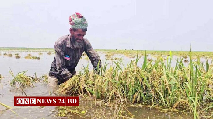 স্বপ্ন ডুবছে ঢলের পানিতে, দিশেহারা কিশোরগঞ্জের হাওর অঞ্চলের কৃষকরা