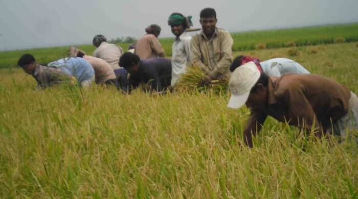 নিকলীতে বোরো ধান কাটার ধুম, শ্রমিক সংকটে বিপাকে কৃষক