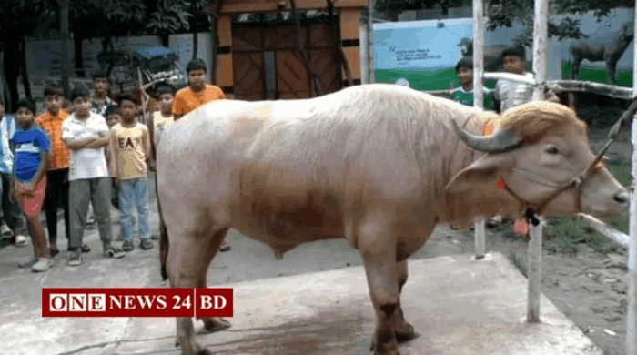 কোরবানি হচ্ছে না ‘ডোনাল্ড ট্রাম্প’ মহিষ