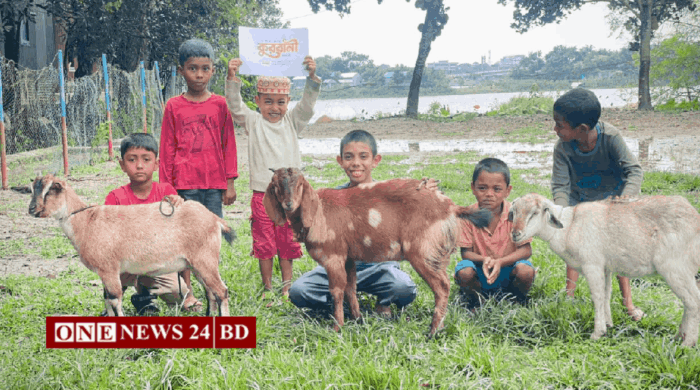 আস-সুন্নাহ ফাউন্ডেশনের উদ্যোগে তাড়াইলে গরু-ছাগল কুরবানি করে দুস্থদের মাঝে গোশত বিতরণ