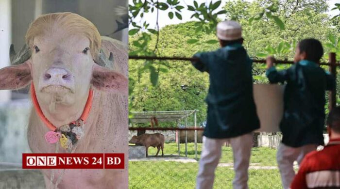 চিড়িয়াখানায় ‘ডোনাল্ড ট্রাম্প’ মহিষ দেখতে দর্শনার্থীদের ভিড়