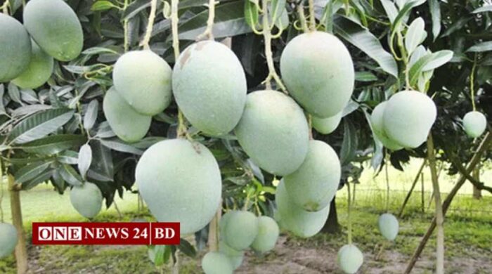 নাটোরে আম সংগ্রহ শুরু হচ্ছে ১৫ মে, রেকর্ড উৎপাদনের প্রত্যাশা