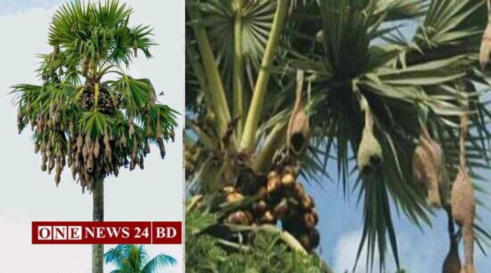 তাড়াইলে বিলুপ্তির পথে শিল্পকর্মের উজ্জ্বল নিদর্শন বাবুই পাখি