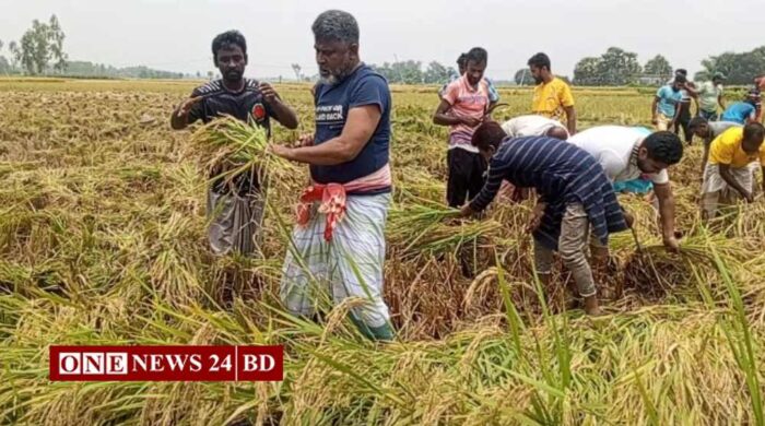নওগাঁয় কৃষকের ধান নিজের হাতে কেটে দিলেন এমপি ফজলে হুদা