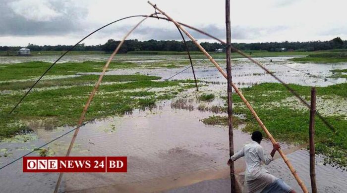 তাড়াইলে অবাধে চলছে রেনুপোনা নিধন
