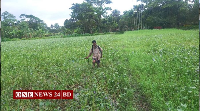 হোসেনপুরে কৃষিজমিতে আগাছা দমনে মাত্রাতিরিক্ত কীটনাশক প্রয়োগ, হুমকিতে জীববৈচিত্র্য