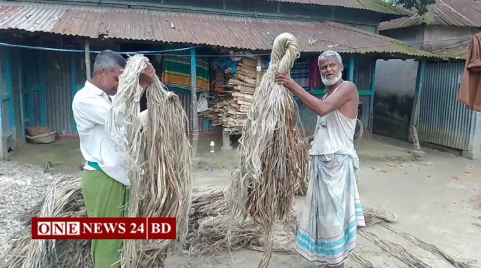 সোনালি আঁশ ঘিরে নতুন আশার আলো; হোসেনপুরে পাটের ভালো ফলন ও বাজারদরে কৃষকের স্বস্তি