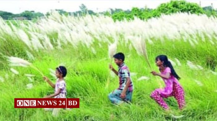হোসেনপুরে কাশফুলের শুভ্রতায় সেজেছে প্রকৃতি, ভিড় দর্শনার্থীদের