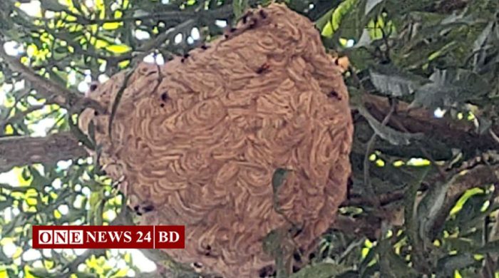 হোসেনপুর উপজেলা পরিষদে বিশাল ভিমরুলের চাক, আতঙ্কে মানুষ