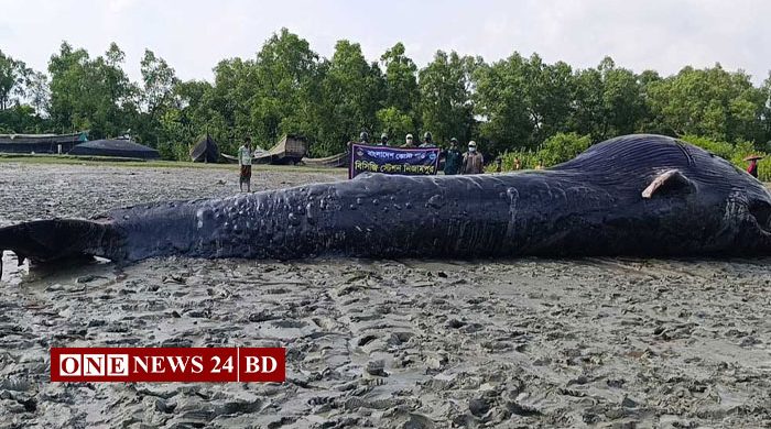 বরগুনায় নদীর তীরে ভেসে এল ৩২ ফুট লম্বা তিমির মৃতদেহ