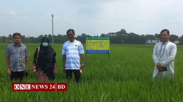 হোসেনপুরে রোপা আমনের বাম্পার ফলনের সম্ভাবনা, সোনালি শীষে কৃষকের নতুন স্বপ্ন
