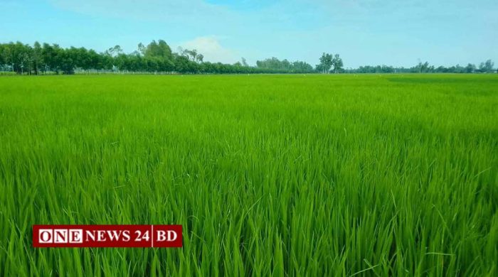 সবুজে ভরে উঠেছে আমনের মাঠ, ভালো ফলনের আশা কৃষকদের
